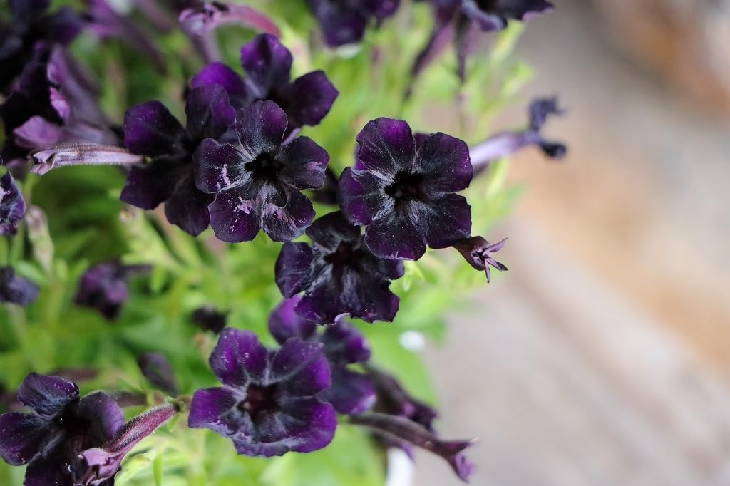 Amazon.co.jp: 極小輪 ペチュニア テヌート 3〜3.5号ポット苗 1